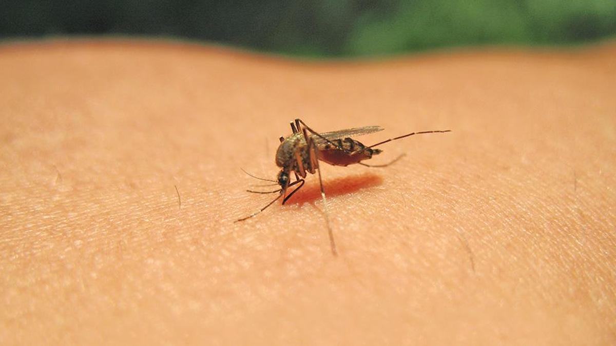 Tamil Nadu to launch fresh dengue prevention research amid persistent cases
