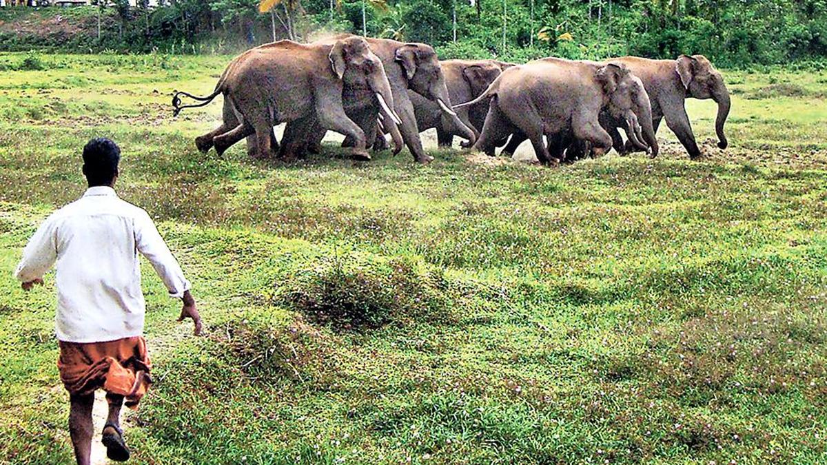 Kerala doubles crop damage compensation for wild animal attacks