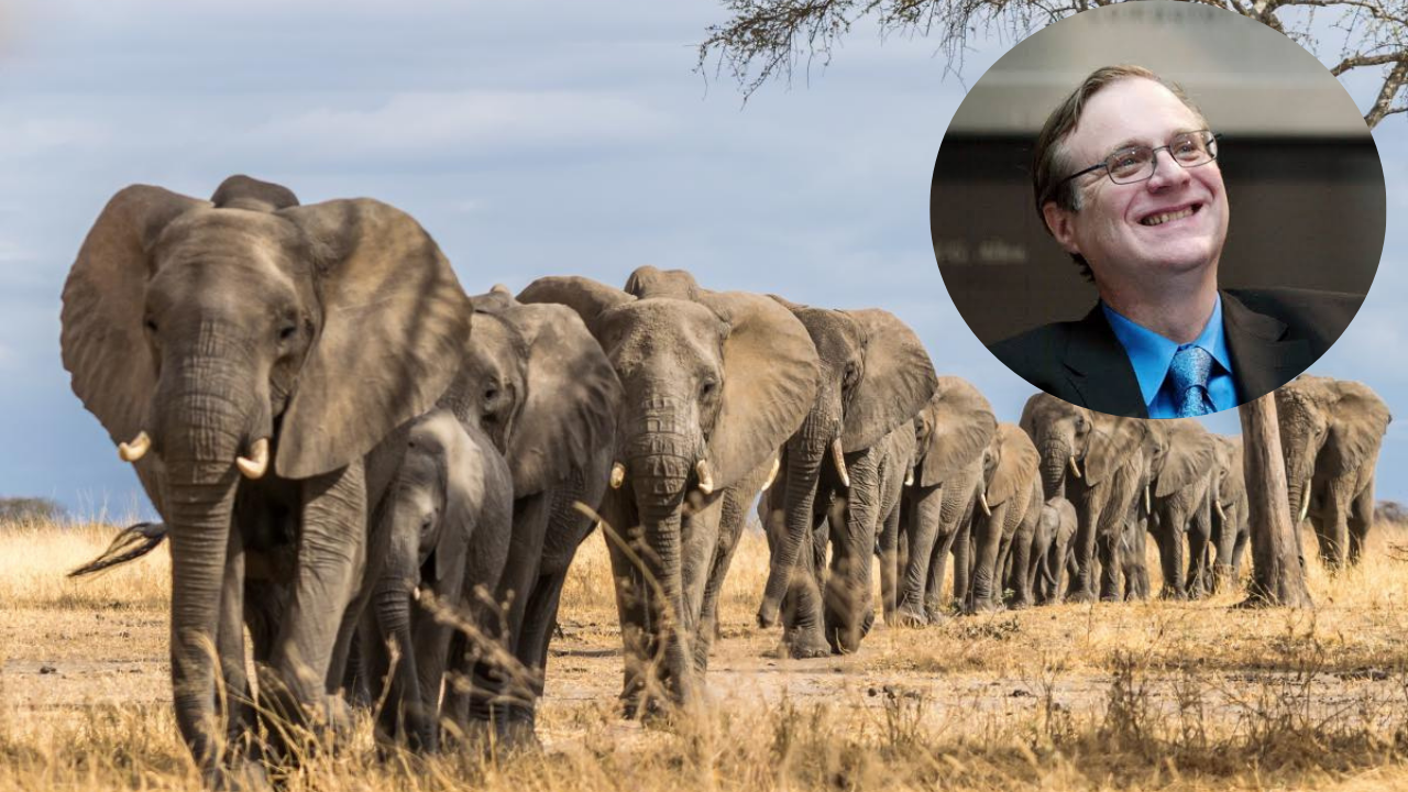 African elephant population plummets by 30 percent in major wildlife survey