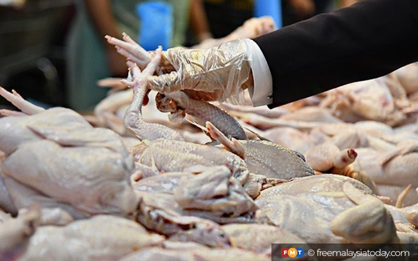 Kilang Ayam Puchong Guna Elektrik Bunuh Ayam, Kata Mais