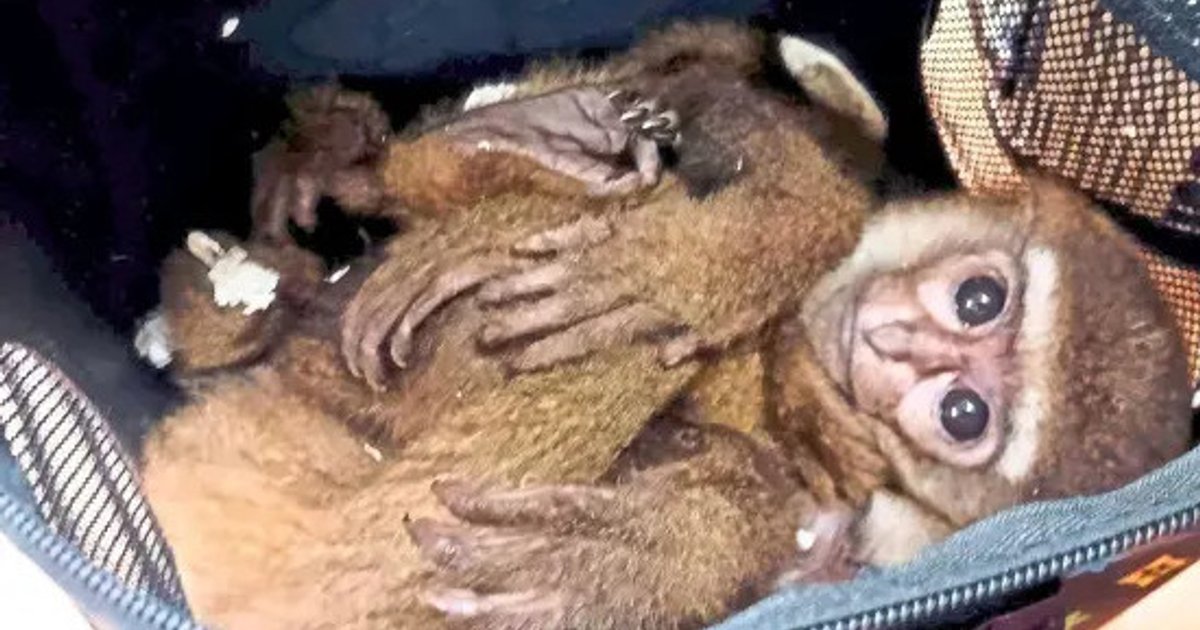 Kuala Lumpur Airport emerges as hub for endangered gibbon smuggling