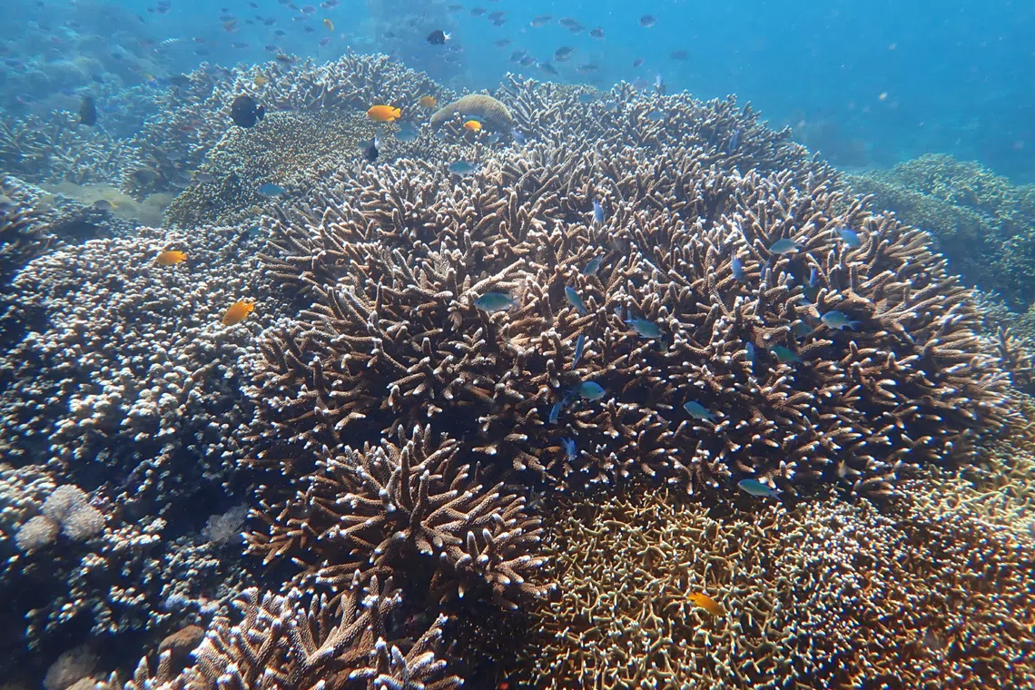 Three-quarters of Indo-Pacific coral reefs face existential threat from rising seas