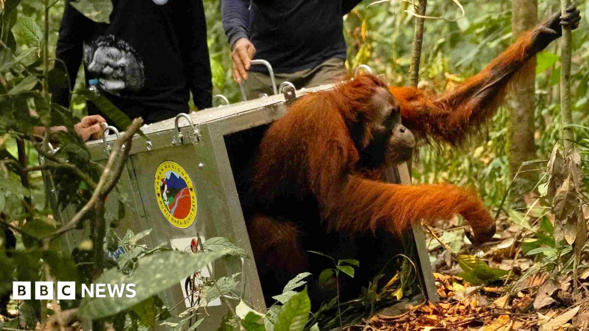 Rescued orangutans return to wild after Borneo habitat destroyed by fires