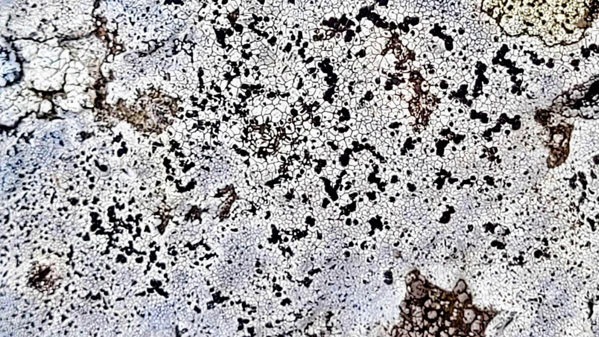 New lichen species identified in Kerala's Mathikettan Shola National Park