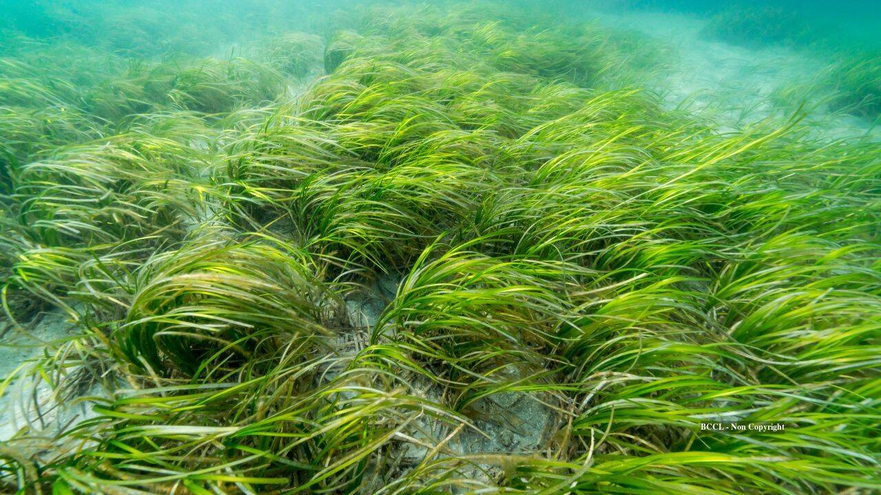 Connecticut Volunteers Use Clams in Bid to Restore Coastal Eelgrass Meadows