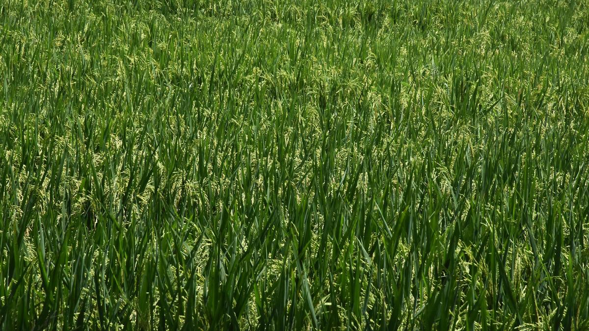 Official blames state administration for rising sanna biyyam prices despite strong harvest