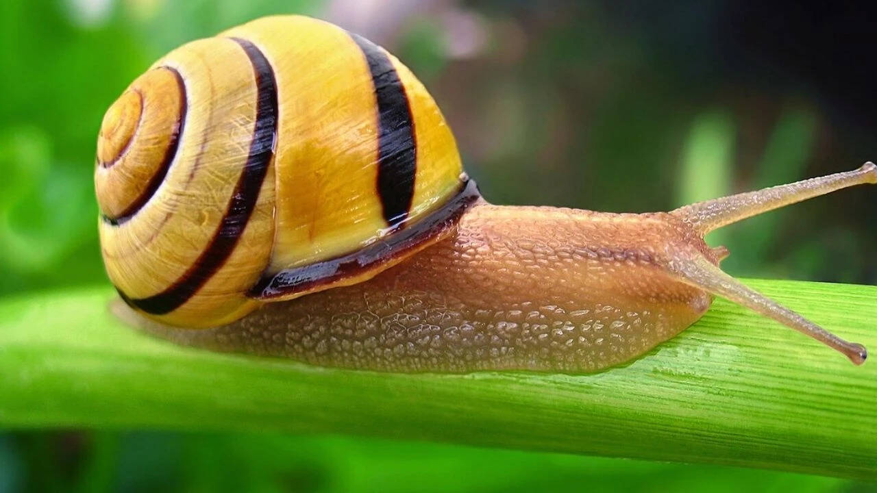 Scientists uncover how snails engineer five distinct mucus types