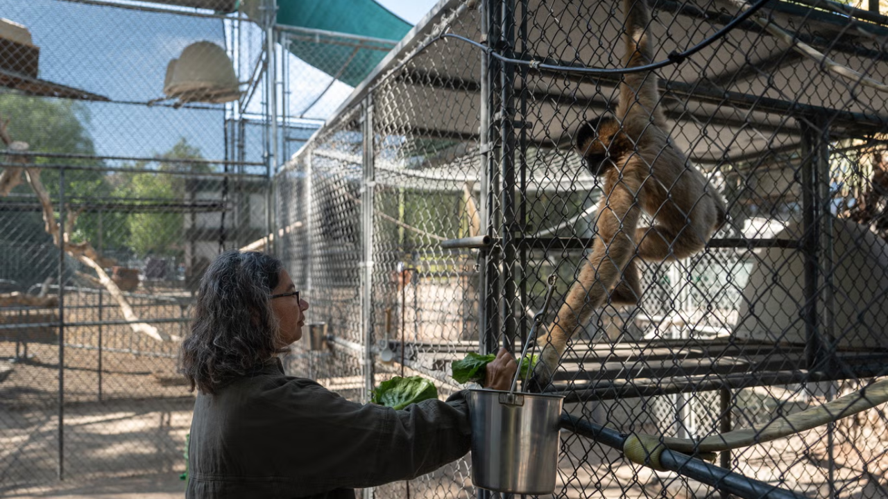 California gibbon sanctuary marks 50 years of endangered primate conservation