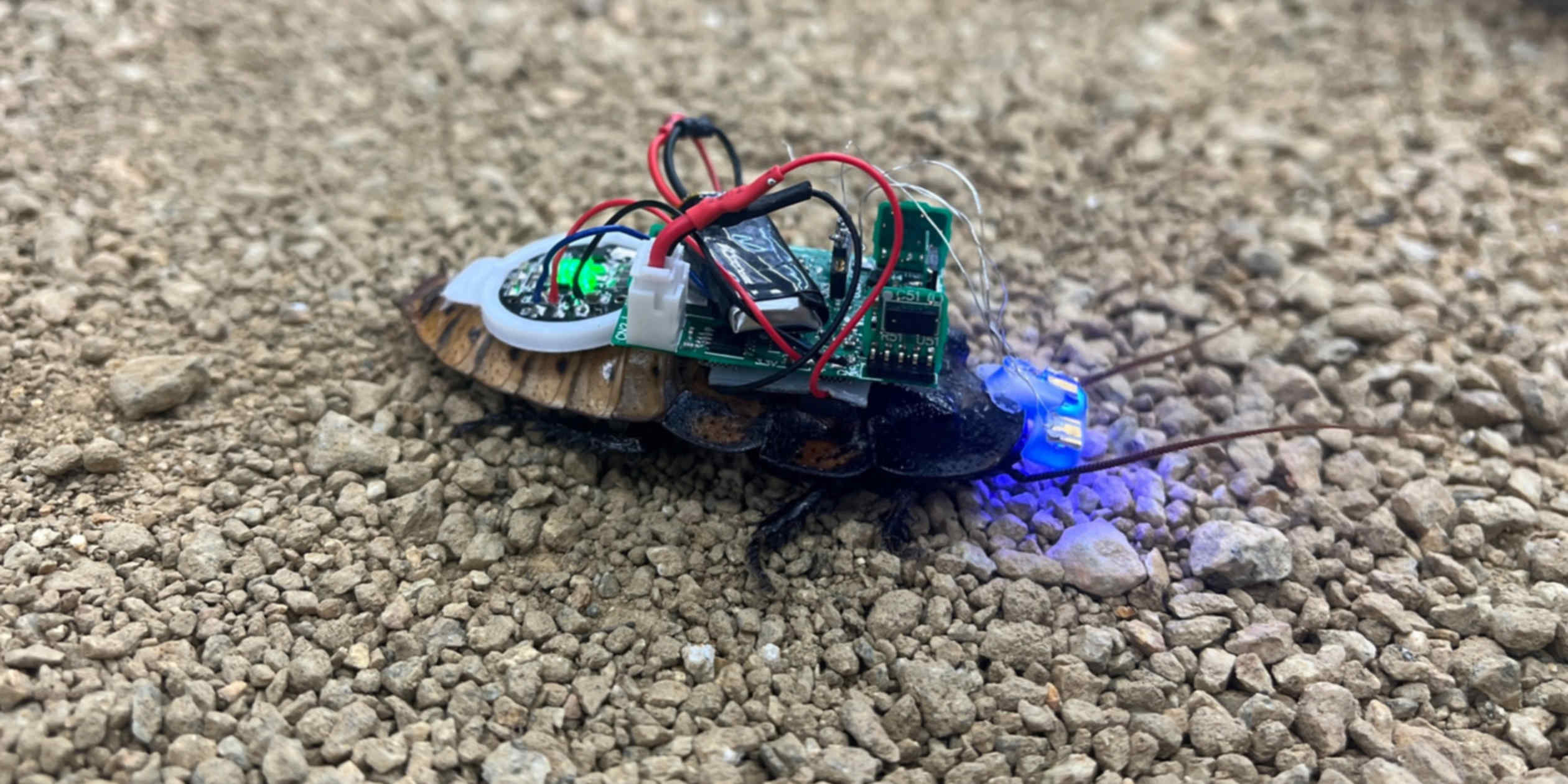 AI-enhanced robotic insects advance rescue operation capabilities