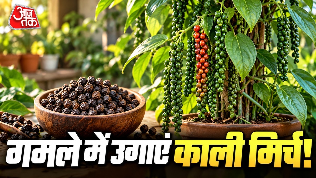 Growing Black Pepper at Home: A Gardener's Guide to Container Cultivation