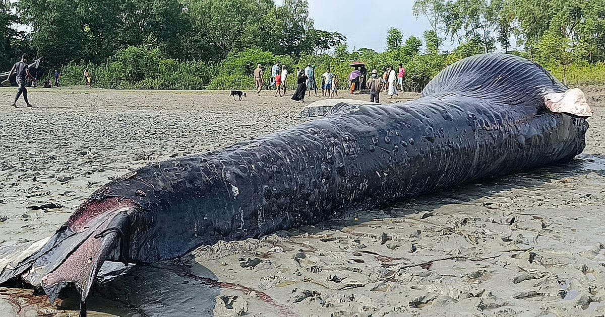 অন্ধরমানিক নদীতে ৩০ ফুট দীর্ঘ তিমি পাওয়া গেছে