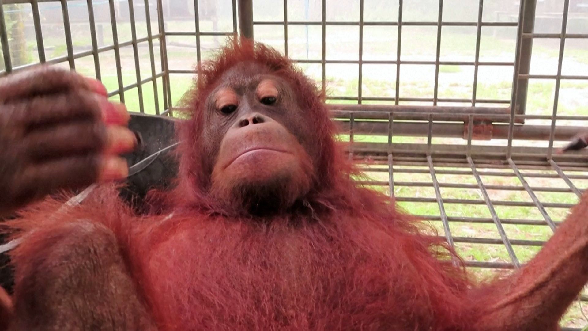 Young orangutan rescued from Borneo wildfires in Indonesia