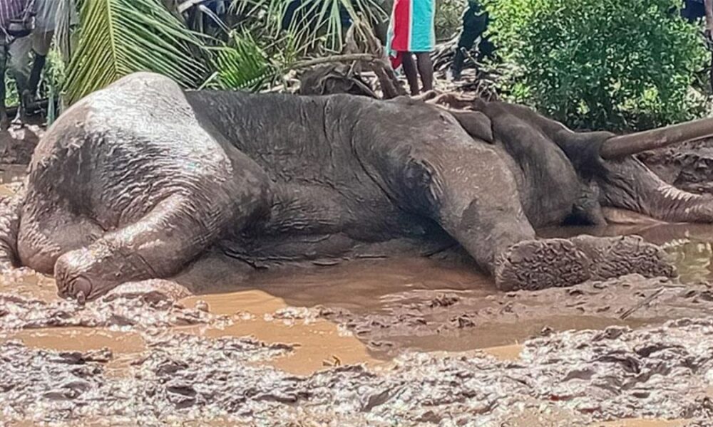 Five arrested in connection with tusker Kawanthissa shooting
