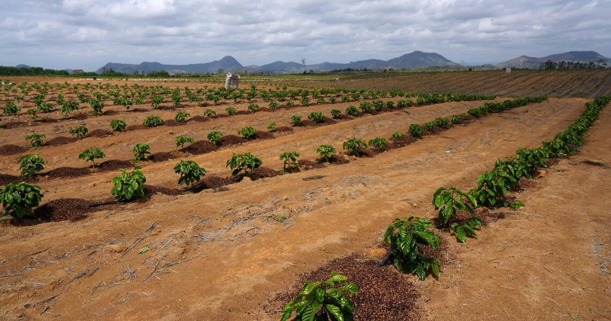 Global coffee glut offers limited relief from price volatility