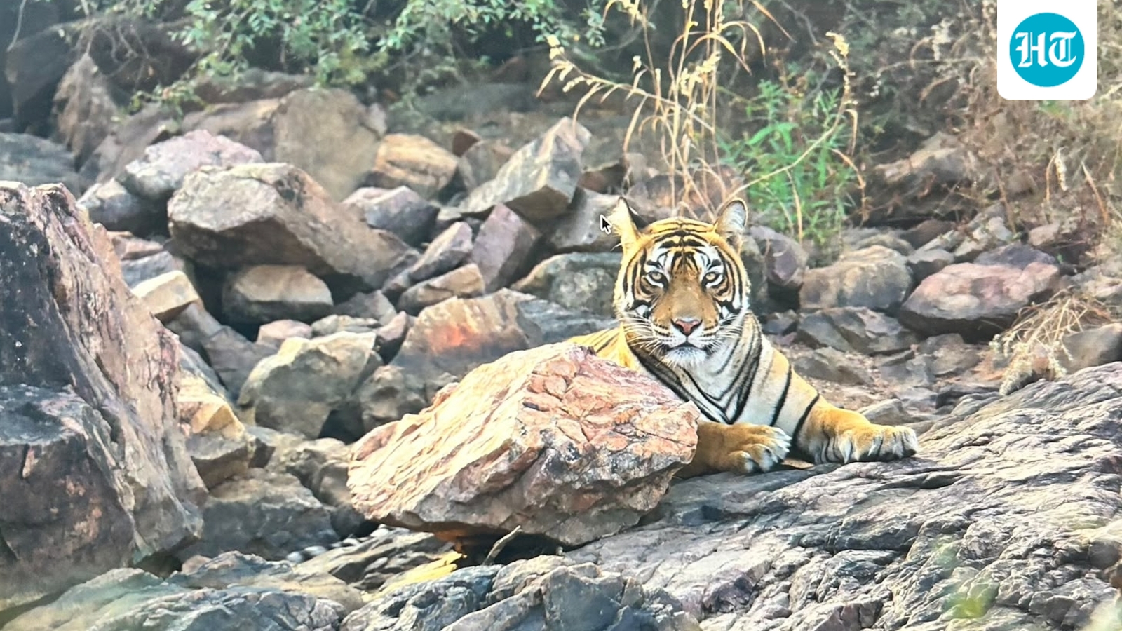 Tigress T-2403 spotted with three cubs at Ranthambore Reserve