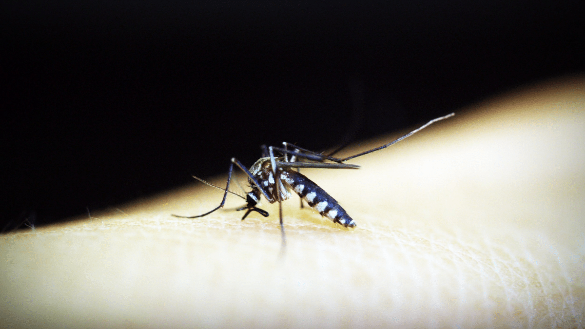 Naga City declares state of calamity as dengue cases exceed 200