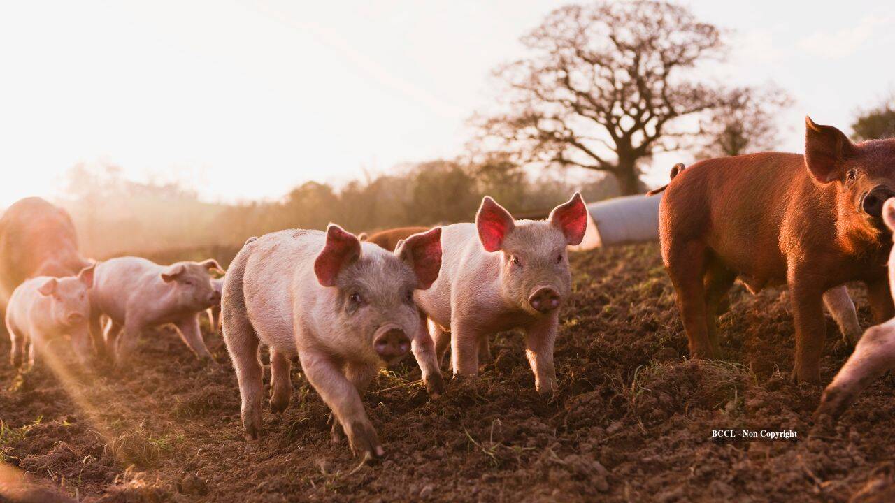 New Zealand saves 17 pigs before culling island's feral population