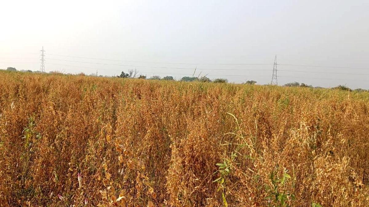 Police bust illegal cannabis cultivation operation in Karnataka