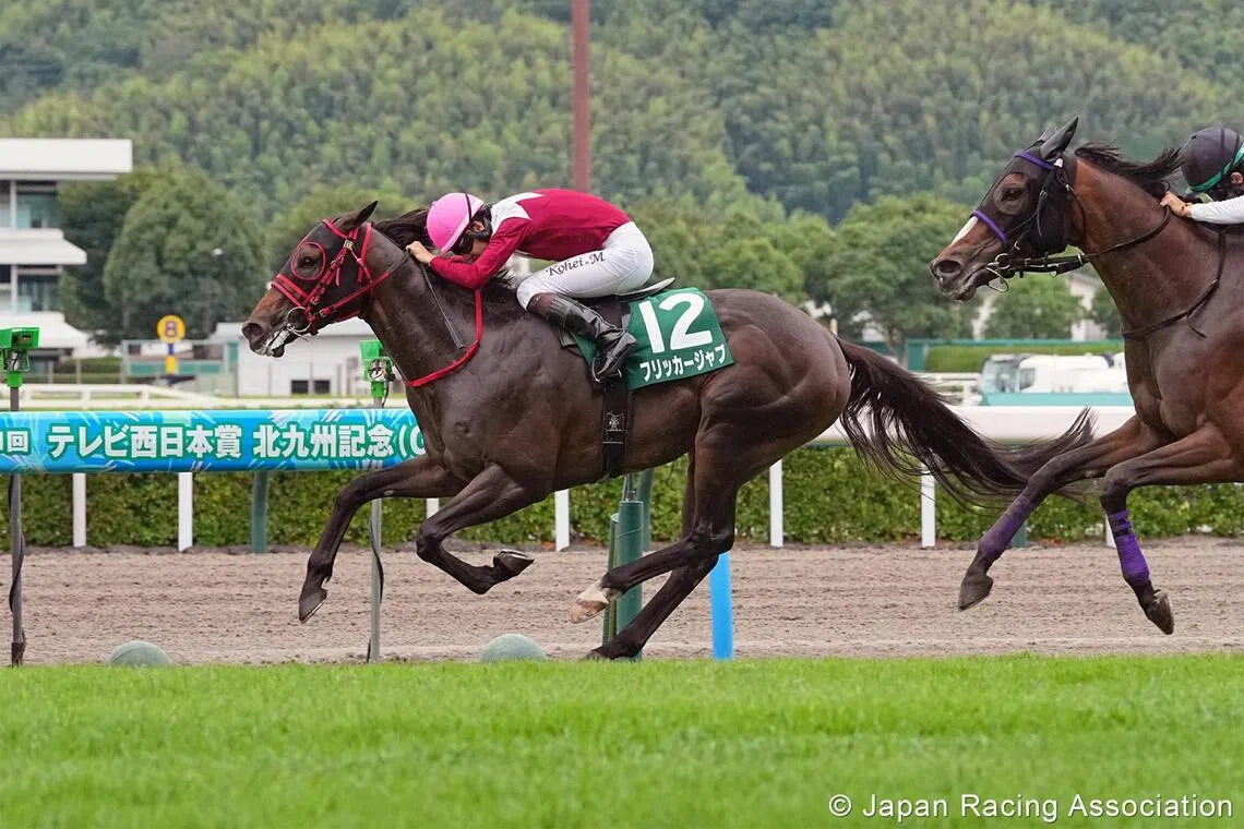 Japanese racehorse Flicker Jab targets Hanshin victory