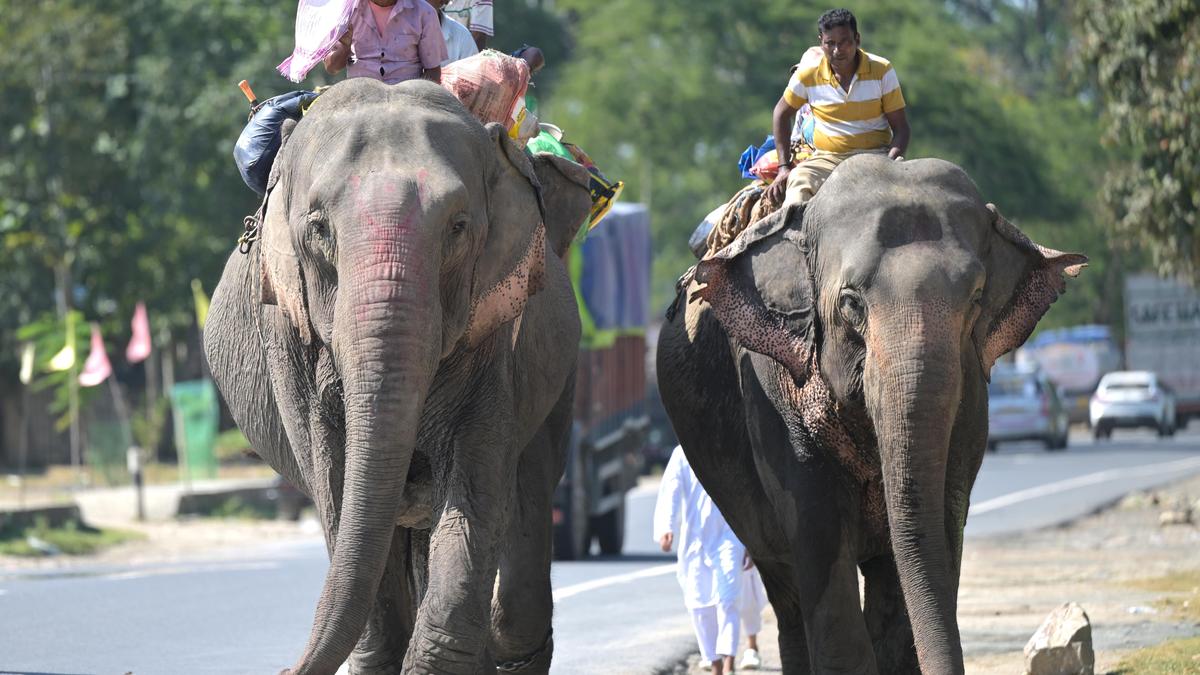 Madras High Court dismisses plea against juvenile elephant transfer from Assam