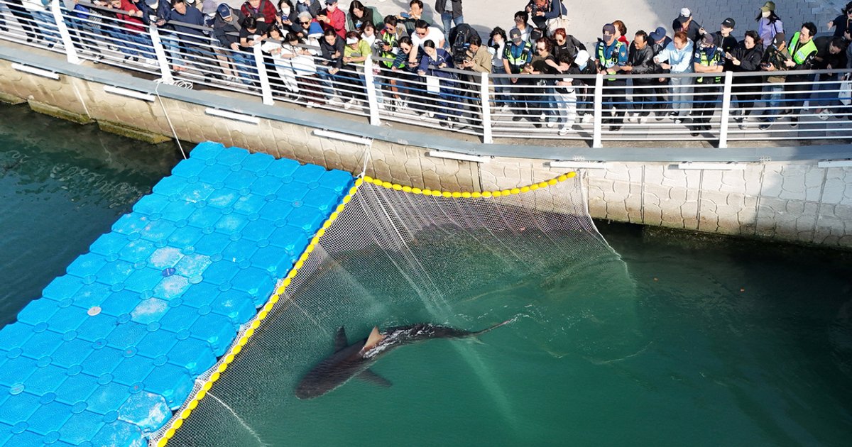Shark returns to South Korean canal despite rescue efforts