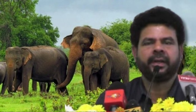 Hearing loss affects nearly a third of Sri Lanka's elephant population