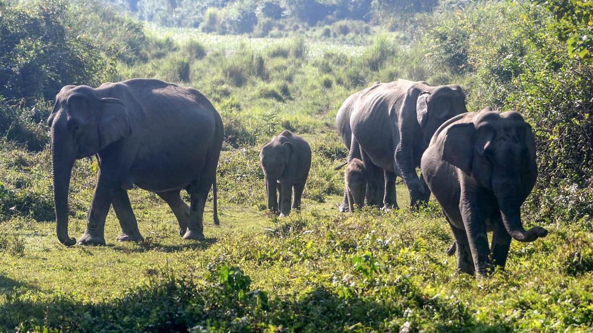 Assam MP raises alarm over missing Kaziranga wildlife corridor notification