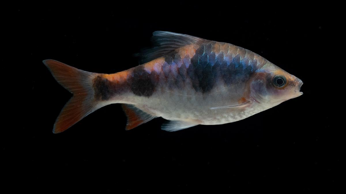 Endemic fish species in Tamirabharani river face extinction threat