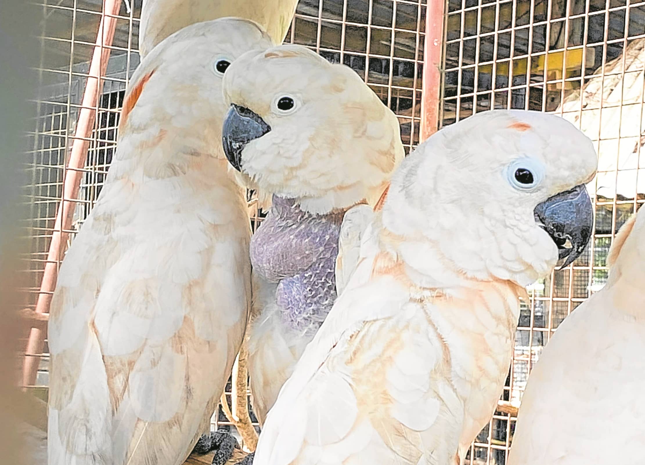 Pinagsasama-sama ang mga eksperto laban sa iligal na wildlife trade sa Pilipinas
