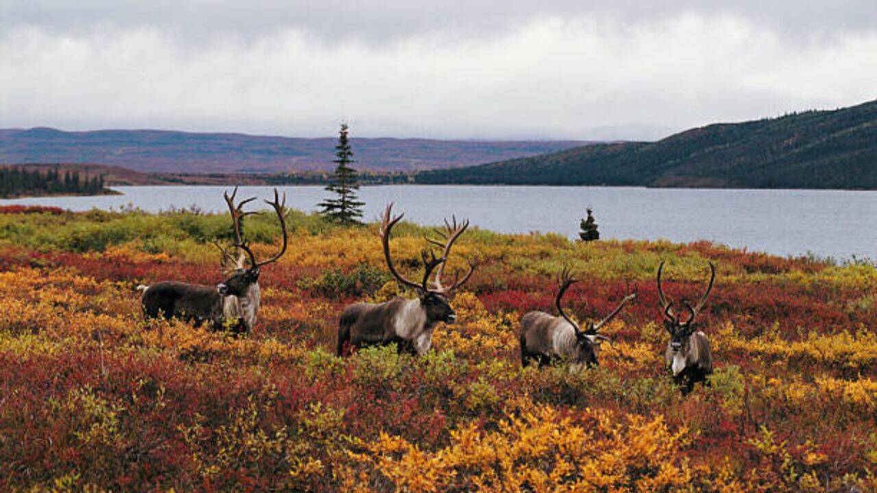 British Columbia's costly wolf cull fails to save caribou herds, experts say