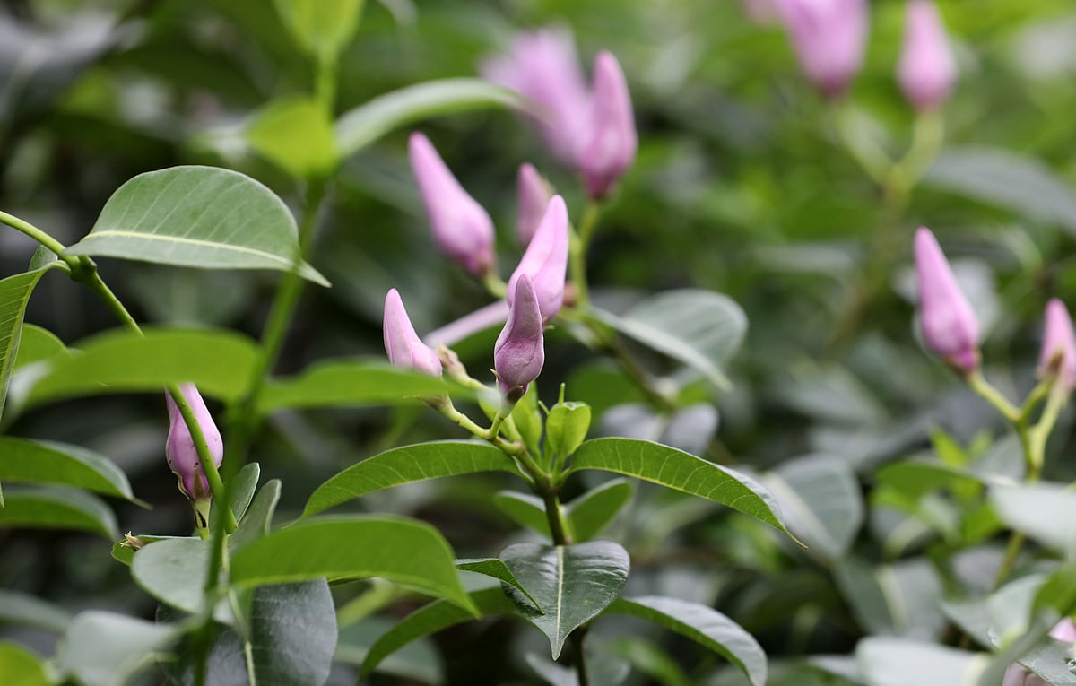 Bogura Medical College cultivates healing garden amid campus grounds