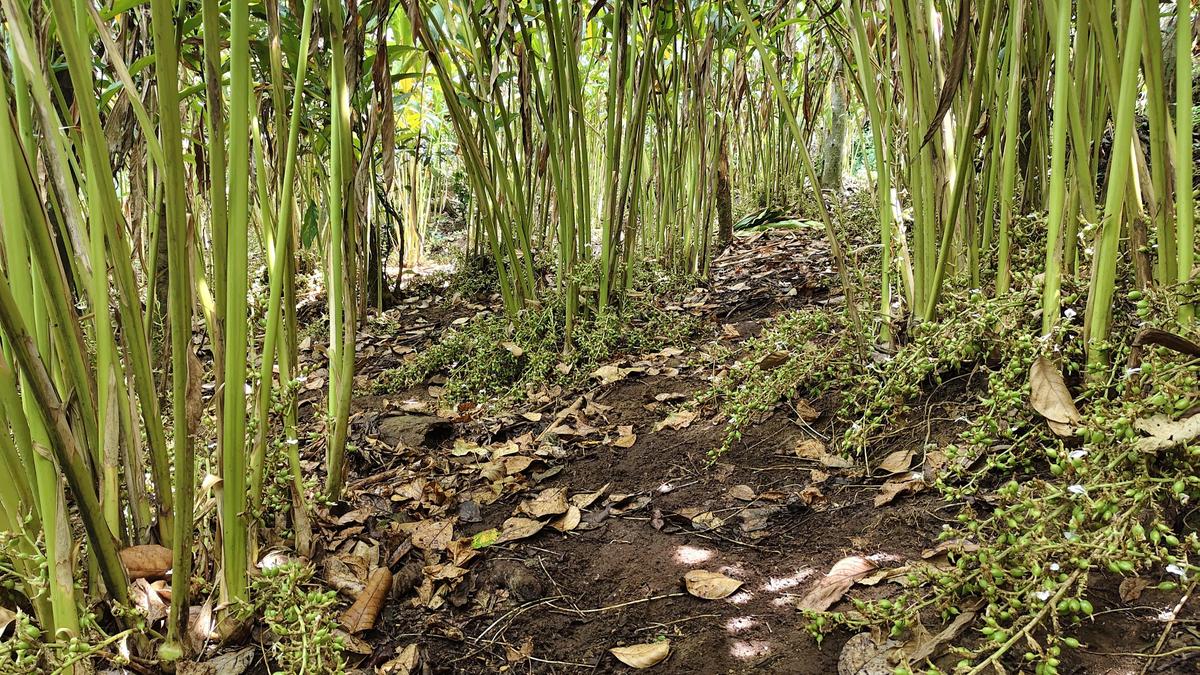 Kerala cardamom growers hit by payment delays amid West Asia tensions