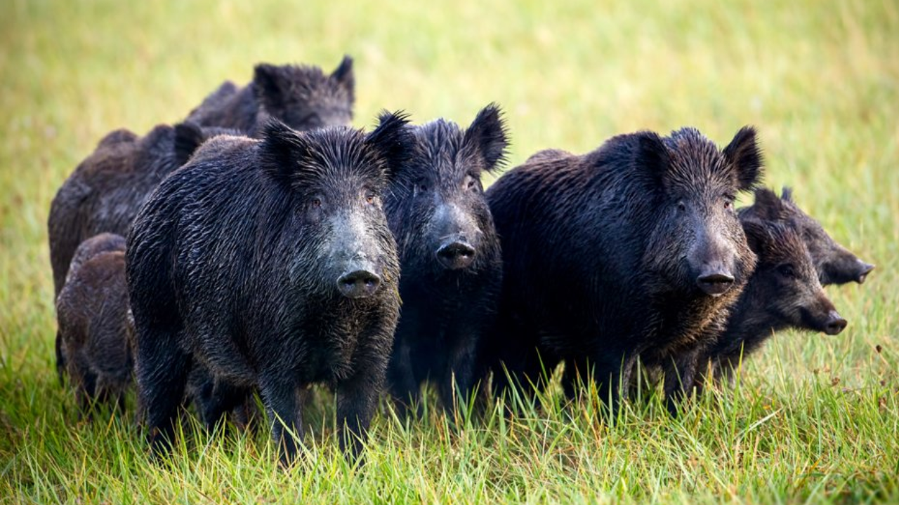 Feral Pig Cull Leads to Fastest Mammal Recovery Under US Wildlife Act