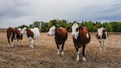 France confirms first human death from cattle virus Shamonda