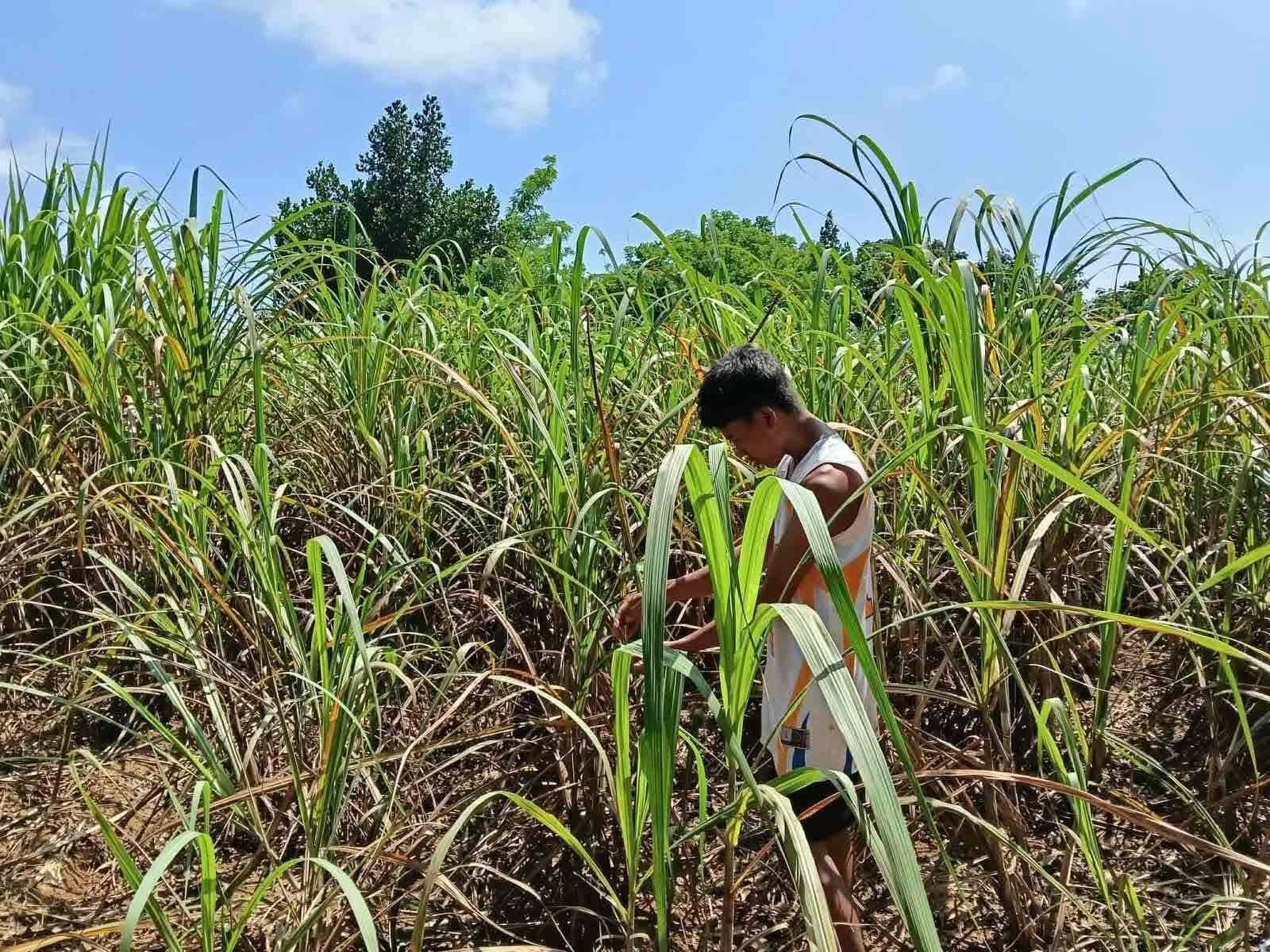 DSWD distributes over half-billion pesos to Negros sugar farmers