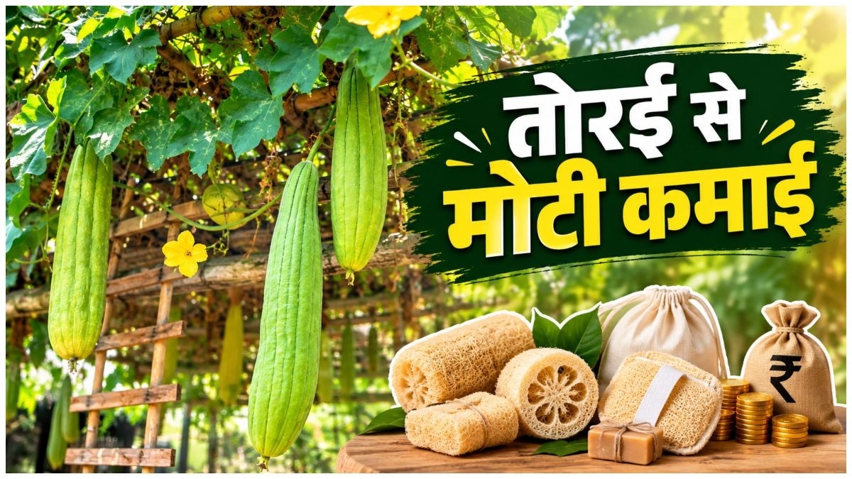 Dried Ridge Gourd Exports Offer Lucrative Income for Farmers
