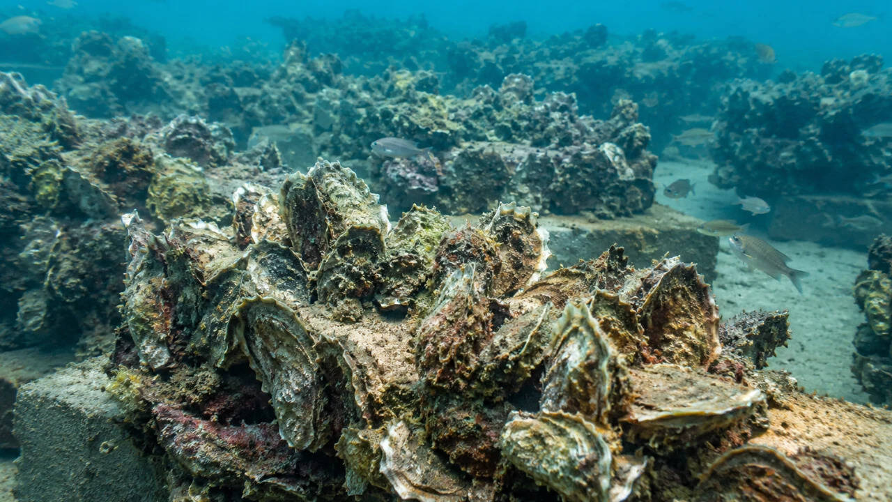 China's Bohai Bay oyster restoration shows promising marine recovery gains