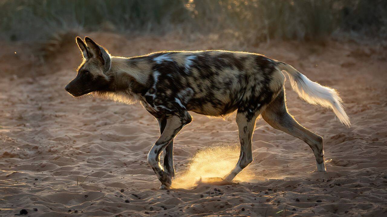 African wild dogs make comeback in Zimbabwe wildlife sanctuary