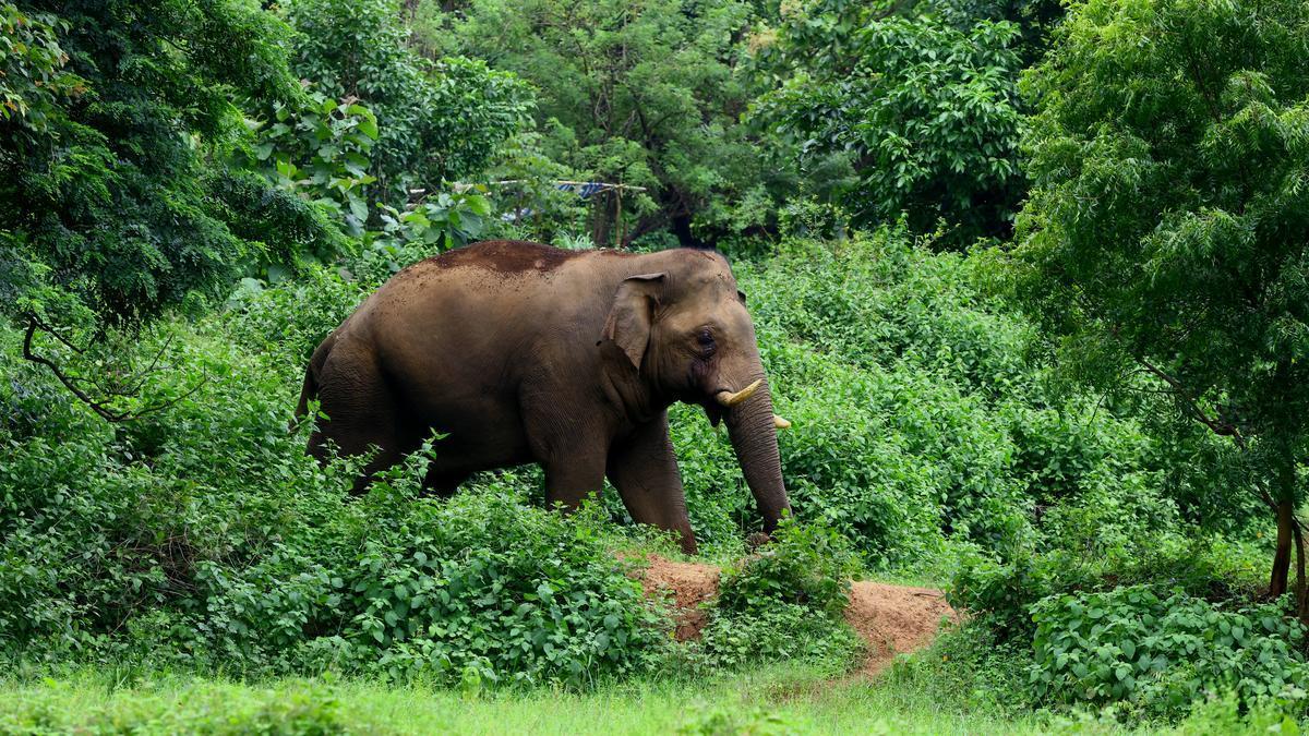 केरल में जंगली हाथियों के हमलों से मौतें घटीं, चार कुम्की दल बनेंगे