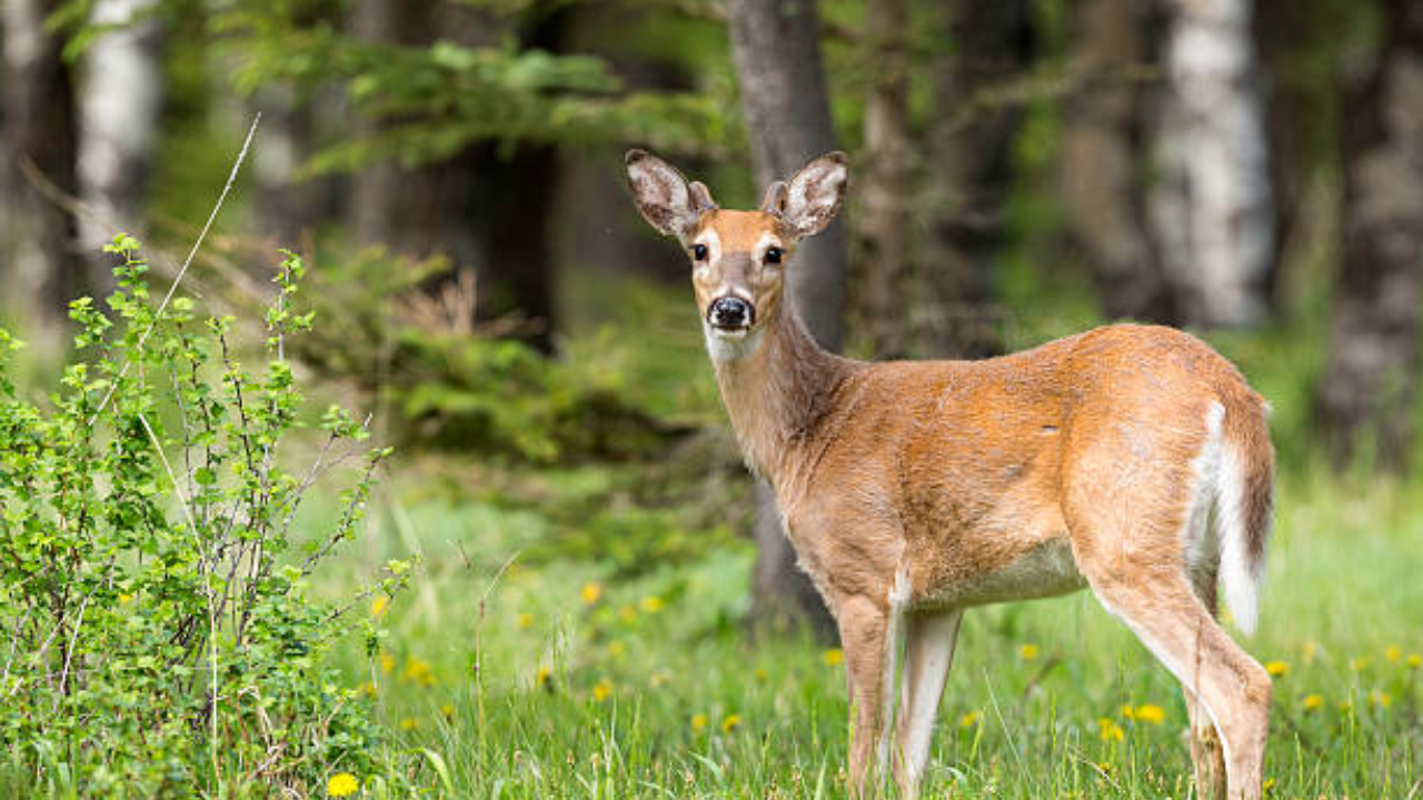 Missouri Couple Converts Barren Land into Thriving Deer Sanctuary