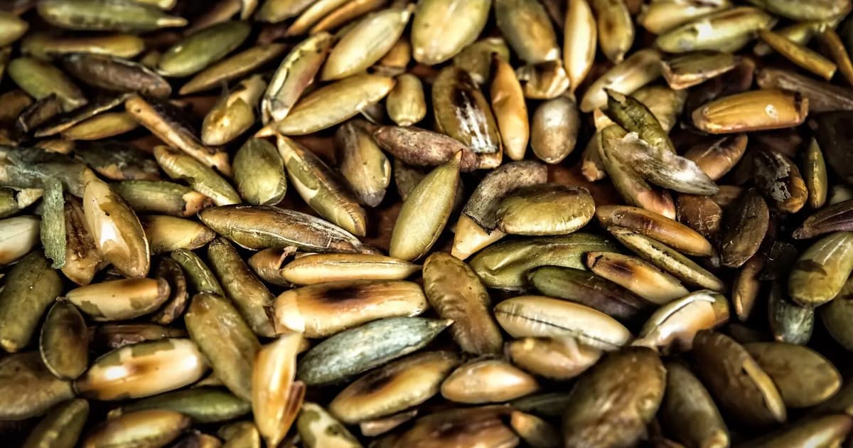 Salmonella outbreak from contaminated pumpkin seeds infects 81 in France