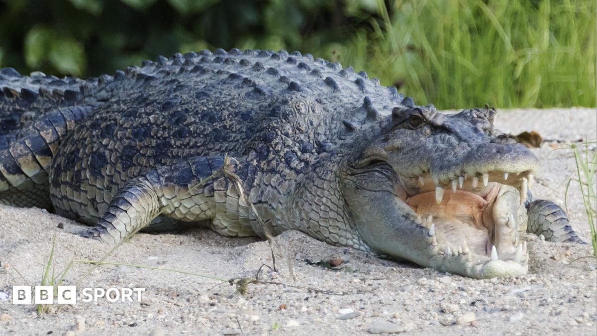 Crocodile-infested river approved for 2032 Brisbane Olympic rowing