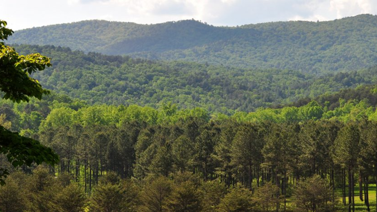 South Carolina county secures vast forest lands to block developer plans