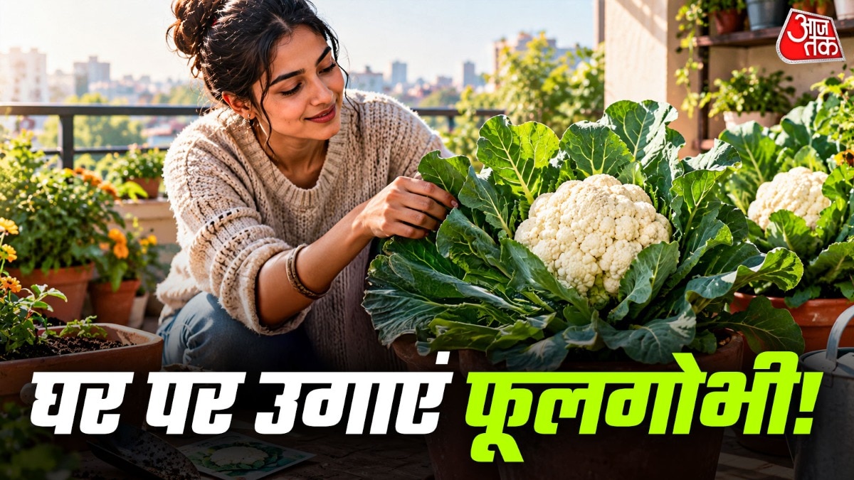 Growing Fresh Cauliflower at Home: A Winter Balcony Guide