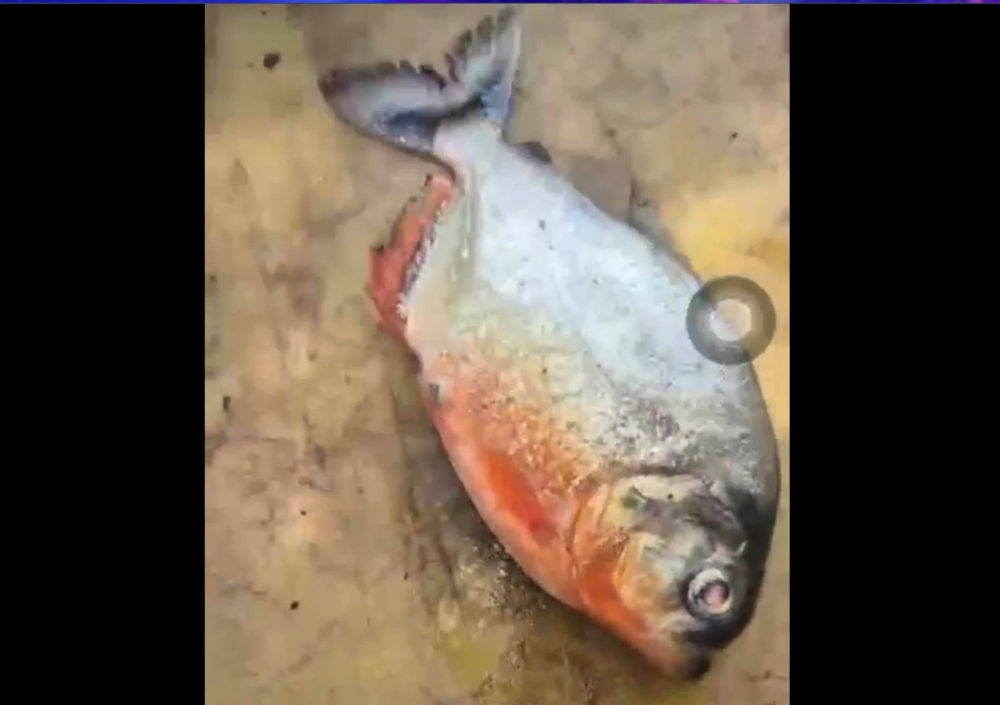 Ikan Piranha Misteri Ditemui di Empangan Klau, Pahang