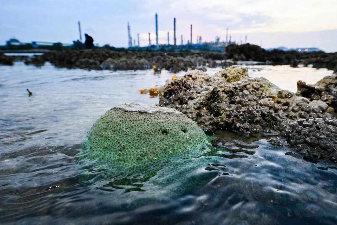 Government commits to marine study before western island development