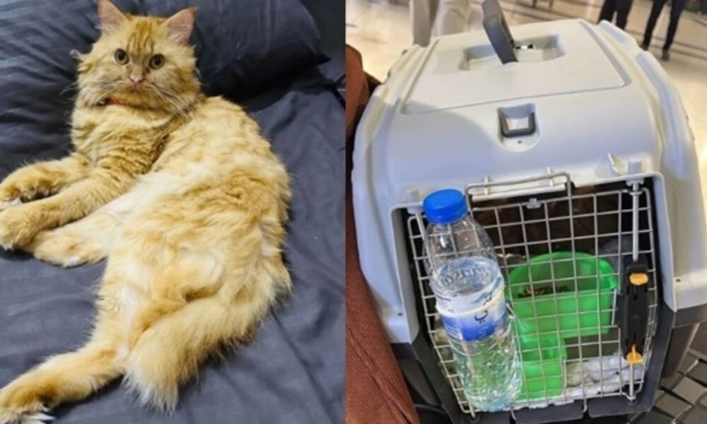 Missing Sri Lankan cat found at Dubai Airport after week-long search