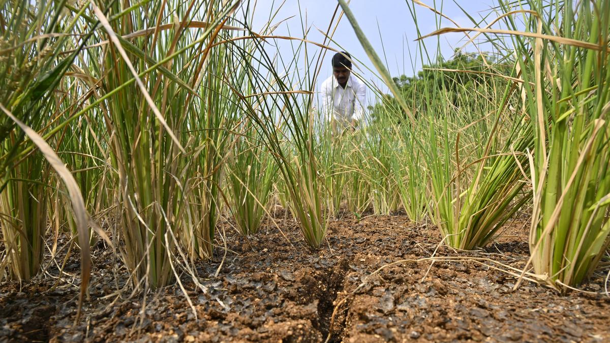 Telangana convenes all-party meeting to address drought and El Niño impacts