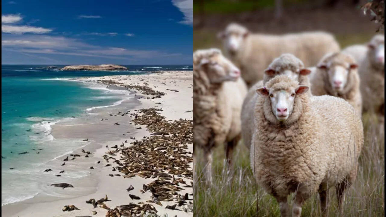 Historical account reveals rapid sheep population growth on San Miguel Island