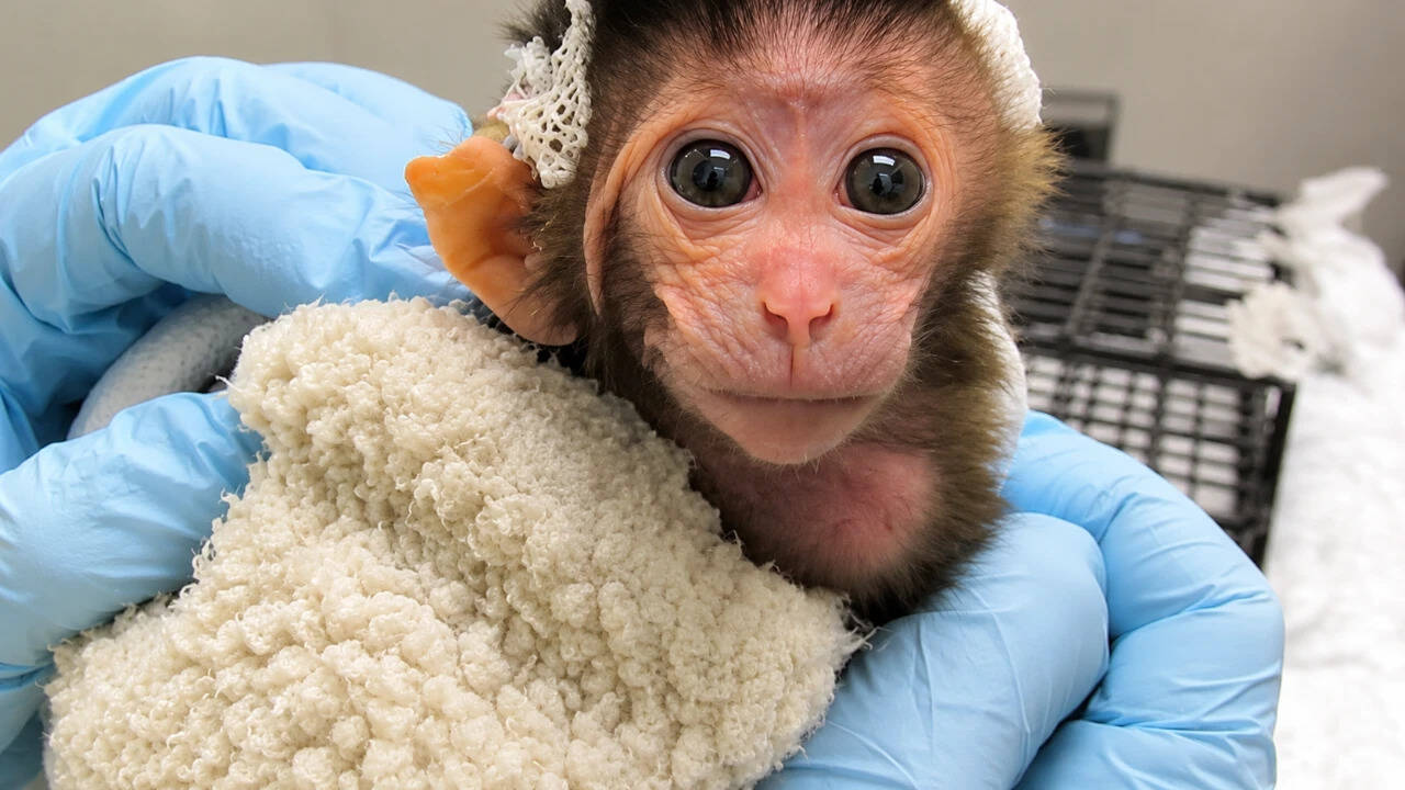 Animal rights group exposes infant macaque experiments at US university